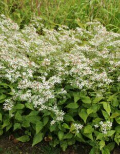 Aster divaricatus - Aster divariqué - vue d'ensemble