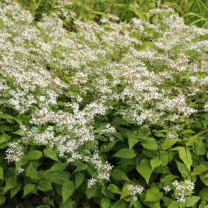 Aster divaricatus - Aster divariqué - vue d'ensemble