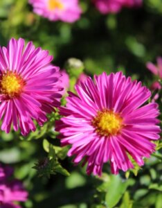 Aster dumosus Jenny - Aster nain - fleur