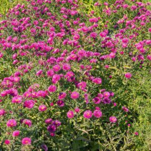 Aster dumosus Jenny - Aster nain - vue d'ensemble