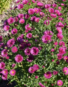 Aster dumosus Jenny - Aster nain - fleurs