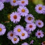 Aster dumosus Professor Anton Kippenberg - Œil du Christ - fleurs