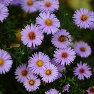 Aster dumosus Professor Anton Kippenberg - Œil du Christ - fleurs