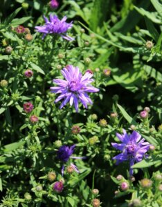 Aster dumosus Professor Anton Kippenberg - Œil du Christ - feuillage et boutons