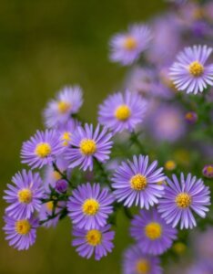 Aster dumosus Professor Anton Kippenberg - Œil du Christ - fleurs