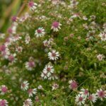 Aster lateriflorus Horizontalis - Aster d'automne - vue d'ensemble