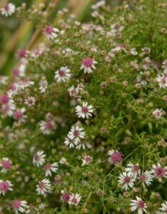 Aster lateriflorus Horizontalis - Aster d'automne - vue d'ensemble