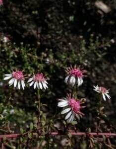 Aster lateriflorus Horizontalis - Aster d'automne - fleurs