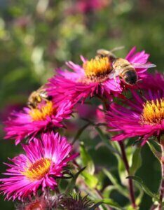 Aster novi-belgii Crimson Brocade - Aster grand d'automne - fleur