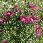 Aster novi-belgii Crimson Brocade - Aster grand d'automne - vue d'ensemble