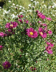 Aster novi-belgii Crimson Brocade - Aster grand d'automne - vue d'ensemble