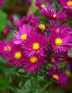 Aster novi-belgii Crimson Brocade - Aster grand d'automne - fleurs