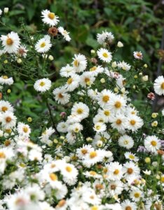 Aster novi-belgii White Ladies - Aster grand d'automne - vue d'ensemble