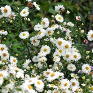 Aster novi-belgii White Ladies - Aster grand d'automne - vue d'ensemble