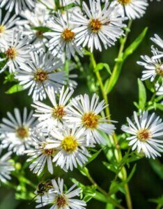 Aster pringlei Monte Cassino - Aster d'automne - fleurs