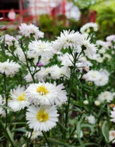 Aster pringlei Monte Cassino - Aster d'automne - vue d'ensemble