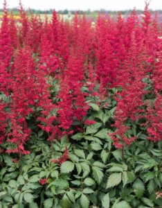Astilbe arendsii Fanal - Astilbe d'Arends - vue d'ensemble