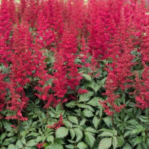 Astilbe arendsii Fanal - Astilbe d'Arends - vue d'ensemble
