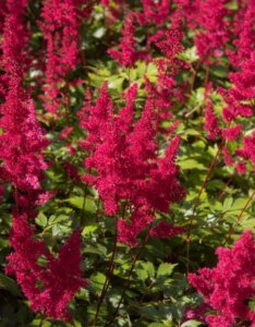 Astilbe arendsii Fanal - Astilbe d'Arends - inflorescences