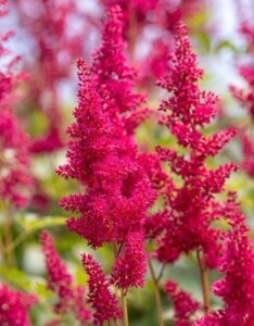 Astilbe arendsii Fanal - Astilbe d'Arends - inflorescence