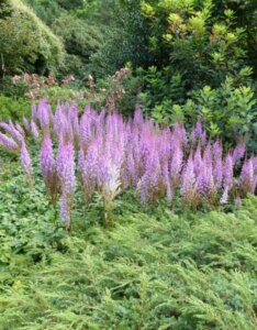 Astilbe chinensis Pumila - Astilbe de Chine - vue d'ensemble