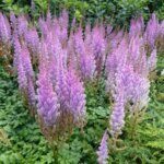 Astilbe chinensis Pumila - Astilbe de Chine - inflorescences