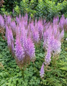 Astilbe chinensis Pumila - Astilbe de Chine - inflorescences