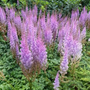 Astilbe chinensis Pumila - Astilbe de Chine - inflorescences