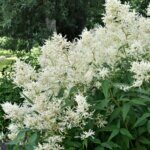 Astilbe japonica Deutschland - Astilbe japonaise - vue d'ensemble