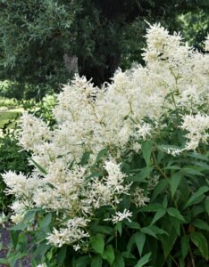 Astilbe japonica Deutschland - Astilbe japonaise - vue d'ensemble