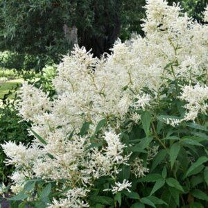 Astilbe japonica Deutschland - Astilbe japonaise - vue d'ensemble