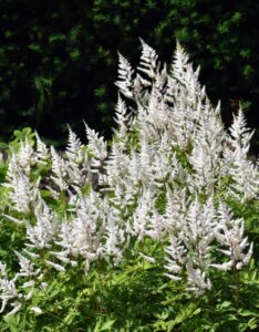 Astilbe japonica Deutschland - Astilbe japonaise - début de floraison