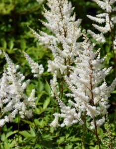 Astilbe japonica Deutschland - Astilbe japonaise - inflorescences