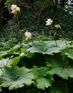 Astilboides tabularis - Astilbe parapluie - vue d'ensemble fleurie
