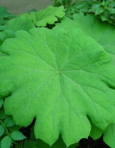 Astilboides tabularis - Astilbe parapluie - feuillage