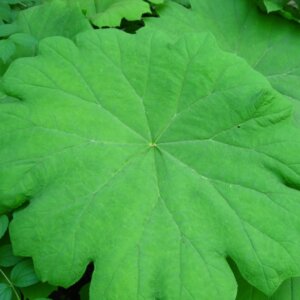 Astilboides tabularis - Astilbe parapluie - feuillage