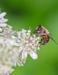 Astrantia major Alba - Grande Astrance blanche - fleur