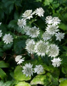 Astrantia major Alba - Grande Astrance blanche - vue d'ensemble