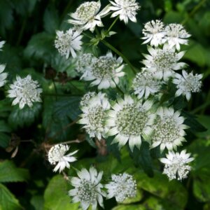 Astrantia major Alba - Grande Astrance blanche - vue d'ensemble