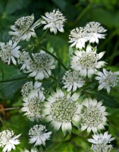 Astrantia major Alba - Grande Astrance blanche - fleurs