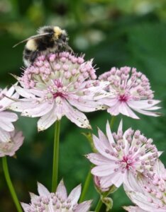 Astrantia major Buckland - Astrance - fleur