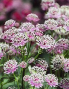 Astrantia major Buckland - Astrance - fleurs