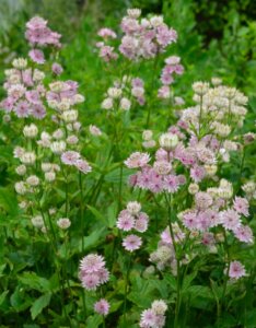 Astrantia major Buckland - Astrance - vue d'ensemble