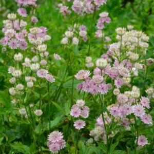 Astrantia major Buckland - Astrance - vue d'ensemble
