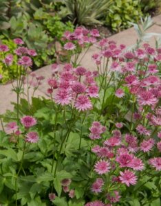 Astrantia major - Grande Astrance - vue d'ensemble