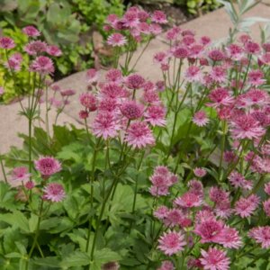 Astrantia major - Grande Astrance - vue d'ensemble