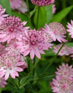 Astrantia major - Grande Astrance - fleurs