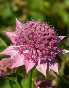 Astrantia major - Grande Astrance - fleur