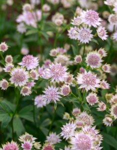 Astrantia major Roma ® - Grande Astrance - vue d'ensemble