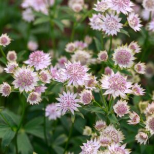 Astrantia major Roma ® - Grande Astrance - vue d'ensemble